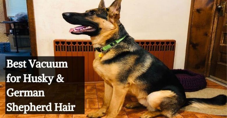 Best Vacuum for Husky & German Shepherd Hair