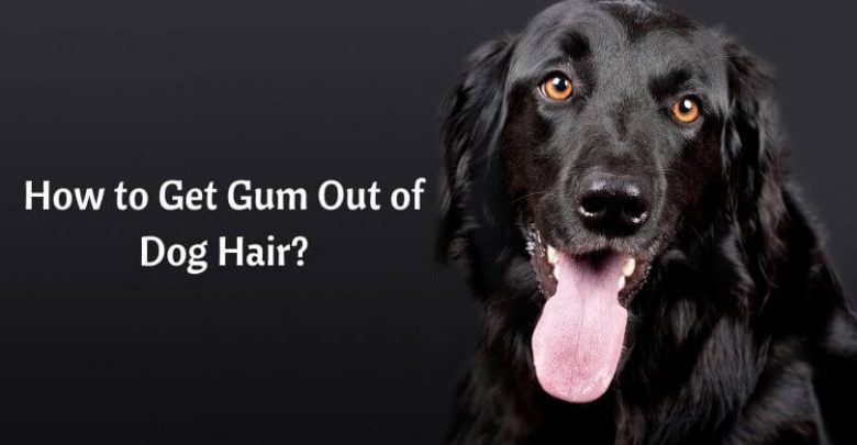 How to Get Gum Out of Dog Hair_