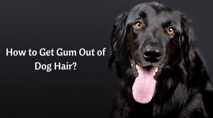 How to Get Gum Out of Dog Hair - Remove Chewing Gum Out of a Dog's Fur